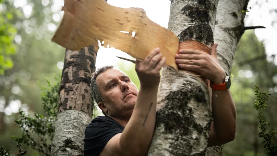 La corteza de abedul es conocida por ser un excelente material inflamable. En primavera y verano, ...