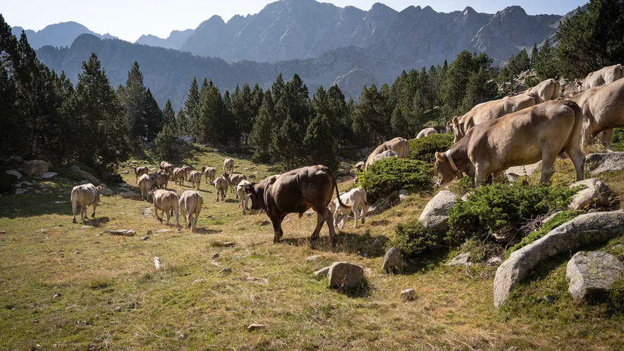 La trashumancia en el valle del Madriu-Perafita-Claror es una tradición ancestral que conecta el cambio estacional ....