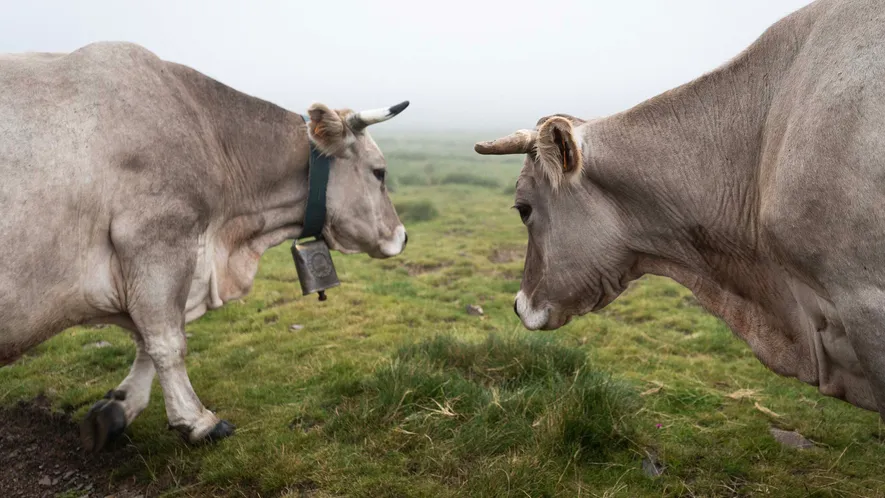 La trashumancia es una práctica tradicional de pastoreo que consiste en el desplazamiento estacional de ganado ...