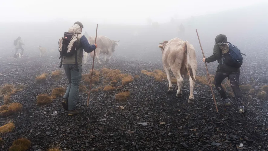 La trashumancia ha ayudado a mantener la biodiversidad del valle del Madriu-Perafita-Claror, evitando el crecimiento descontrolado ...