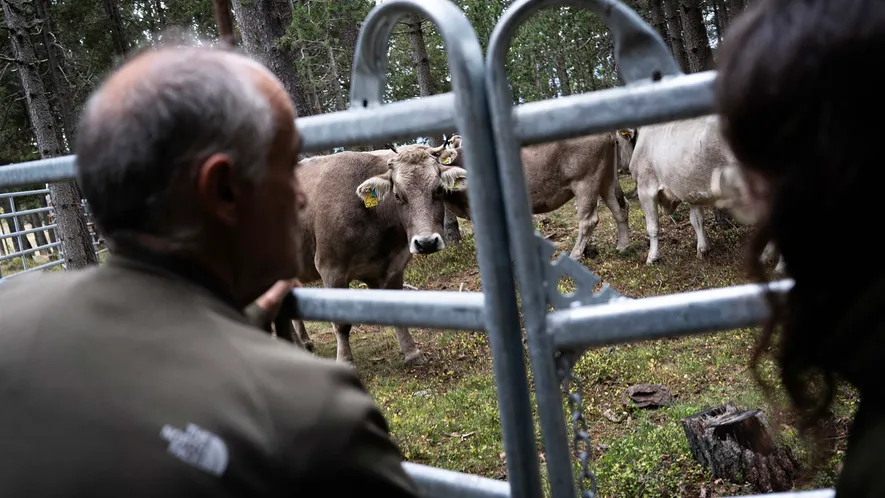 El periodo de la trashumancia finaliza entre finales de otoño y principios de invierno, cuando los ...