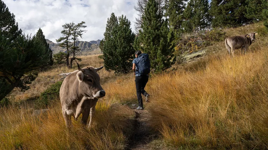 Hasta la década de los 60, cuando en Andorra se produce una transformación económica y el ...