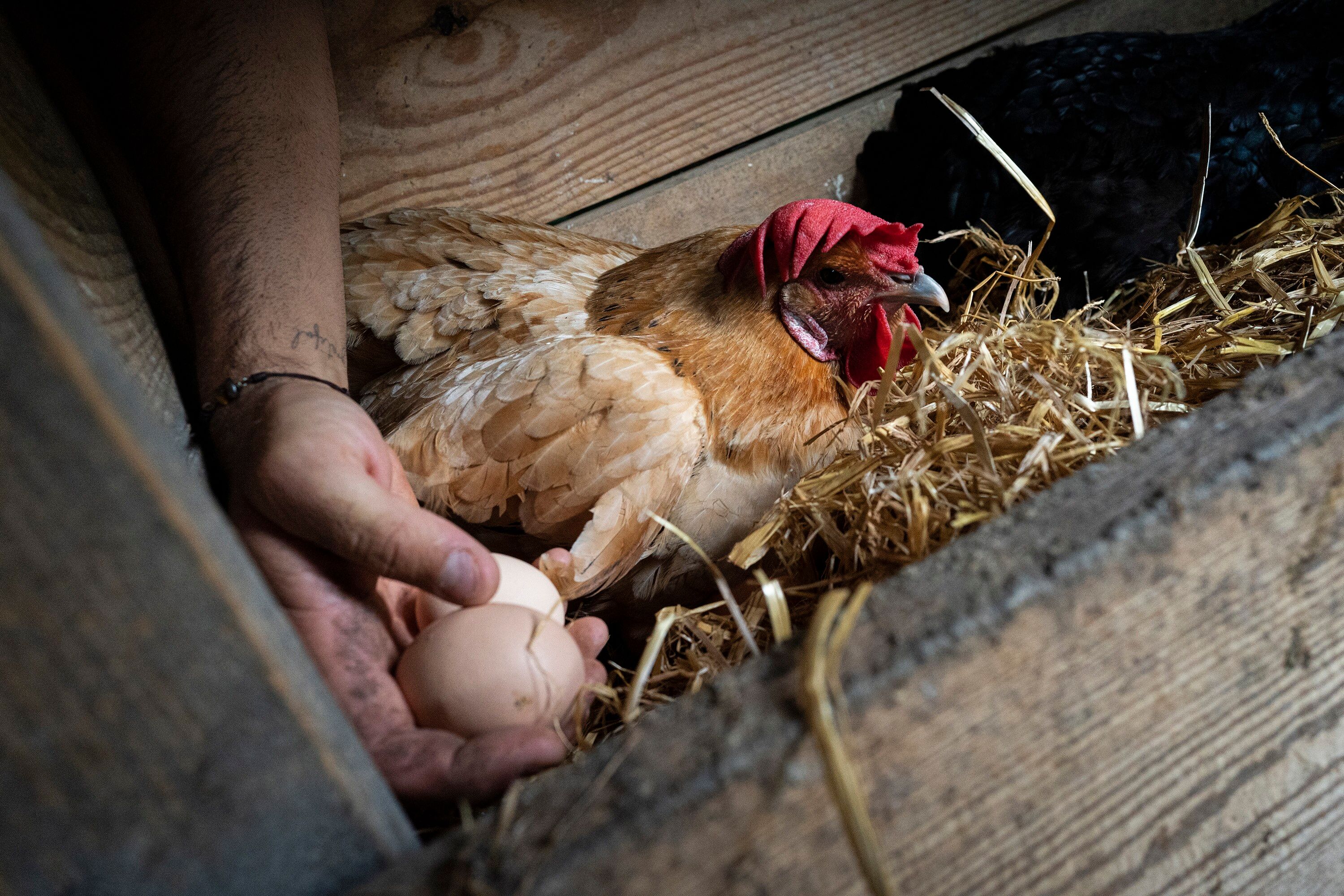 En Can Buch una de las premisas fundamentales es reducir, reciclar y reutilizar el máximo posible en todos los ámbitos. Cerrar el círculo y conseguir, dentro de lo posible, la autosuficiencia. Una soberanía alimentaria que se logra intentando mejorar día tras día el ecosistema, cuidándolo a la vez que obtenemos de él lo necesario para nutrirnos.
