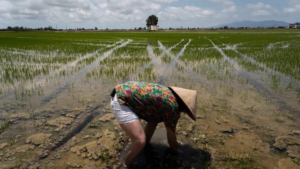 El Delta del Ebro es la mayor zona húmeda de Cataluña, con una superficie de hasta 320 km², además de ser considerada Reserva de la Biosfera por la UNESCO debido a su gran importancia medioambiental. En este contexto, dicha región ha desarrollado una cultura, gastronomía y estilo de vida que gira en torno al cultivo de arroz.