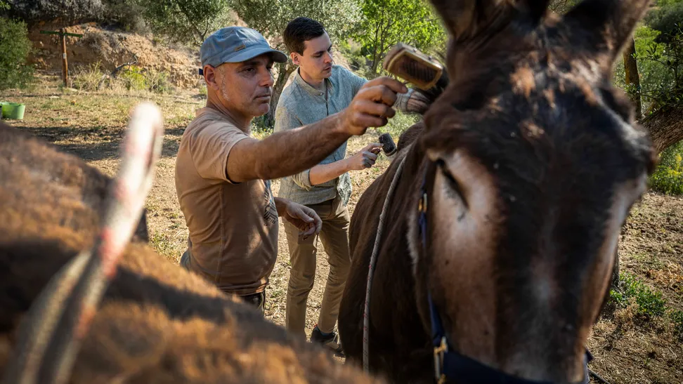 Ferran Mestres, geógrafo y guía de senderismo, dirige la experiencia ecoturística “Rucs del Montsant”. Una serie de actividades que nos permiten conectar con la naturaleza y comprender la sensibilidad y tranquilidad que desprenden los animales; mientras convivimos, cuidamos y paseamos junto a tres burros catalanes que nos descubren los rincones más mágicos y desconocidos del Parque Natural. 