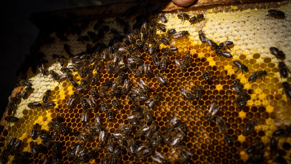 La denominada “Mel Quimet” sigue un cuidadoso proceso artesanal que se reparte en diversas fases durante todo el año y que tiene en cuenta el bienestar de las productoras. En las Montañas de Prades existe gran conciencia sobre la importancia del cuidado de las abejas, quienes son responsables de polinizar la mayoría de flores de la región.