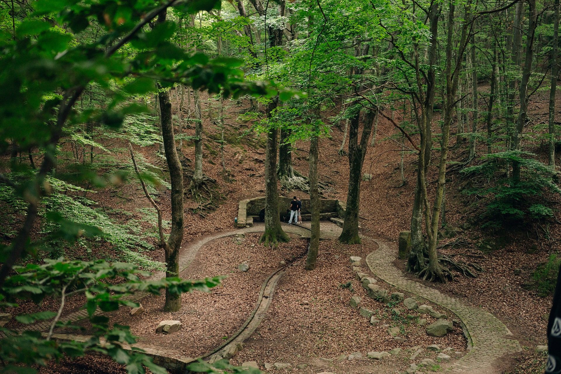 En las zonas más altas del Montseny predominan bosques de hayas y abetos, típicos de climas frescos y húmedos, mientras que en las partes bajas se encuentran bosques mediterráneos de encinas y pinos, creando un mosaico único de paisajes y ecosistemas.