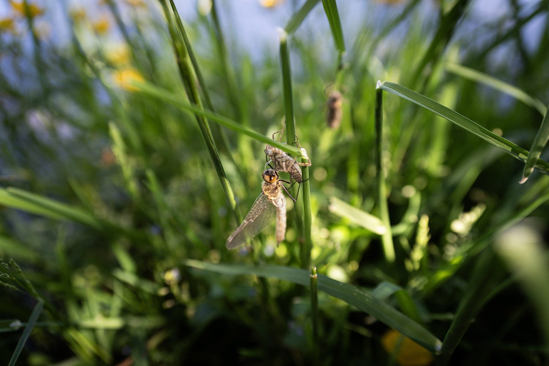 La Val d’Aran, reconocida como Reserva de la Biosfera, es un refugio natural de más de 620 km² que acoge una impresionante diversidad biológica. En sus bosques y montañas habitan cientos de especies de fauna salvaje, desde mamíferos y aves hasta reptiles e insectos.