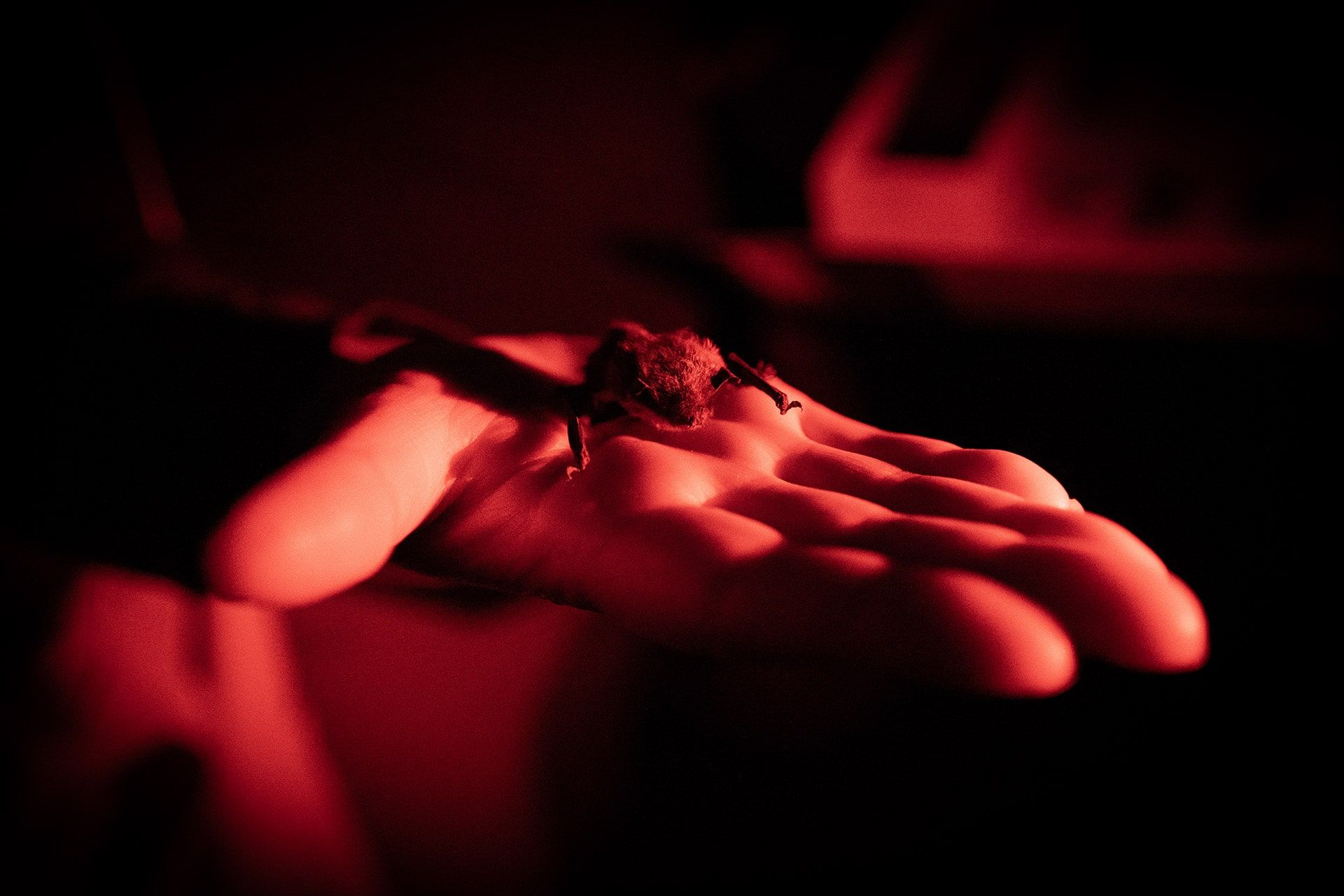 En la oscuridad de la noche, los murciélagos despliegan su sofisticado sistema de ecolocalización: emiten ultrasonidos imperceptibles para el oído humano y, a través del eco que rebota en los objetos, logran 'ver' con el oído. Un prodigio natural que redefine nuestra forma de entender la percepción y la navegación en la naturaleza.