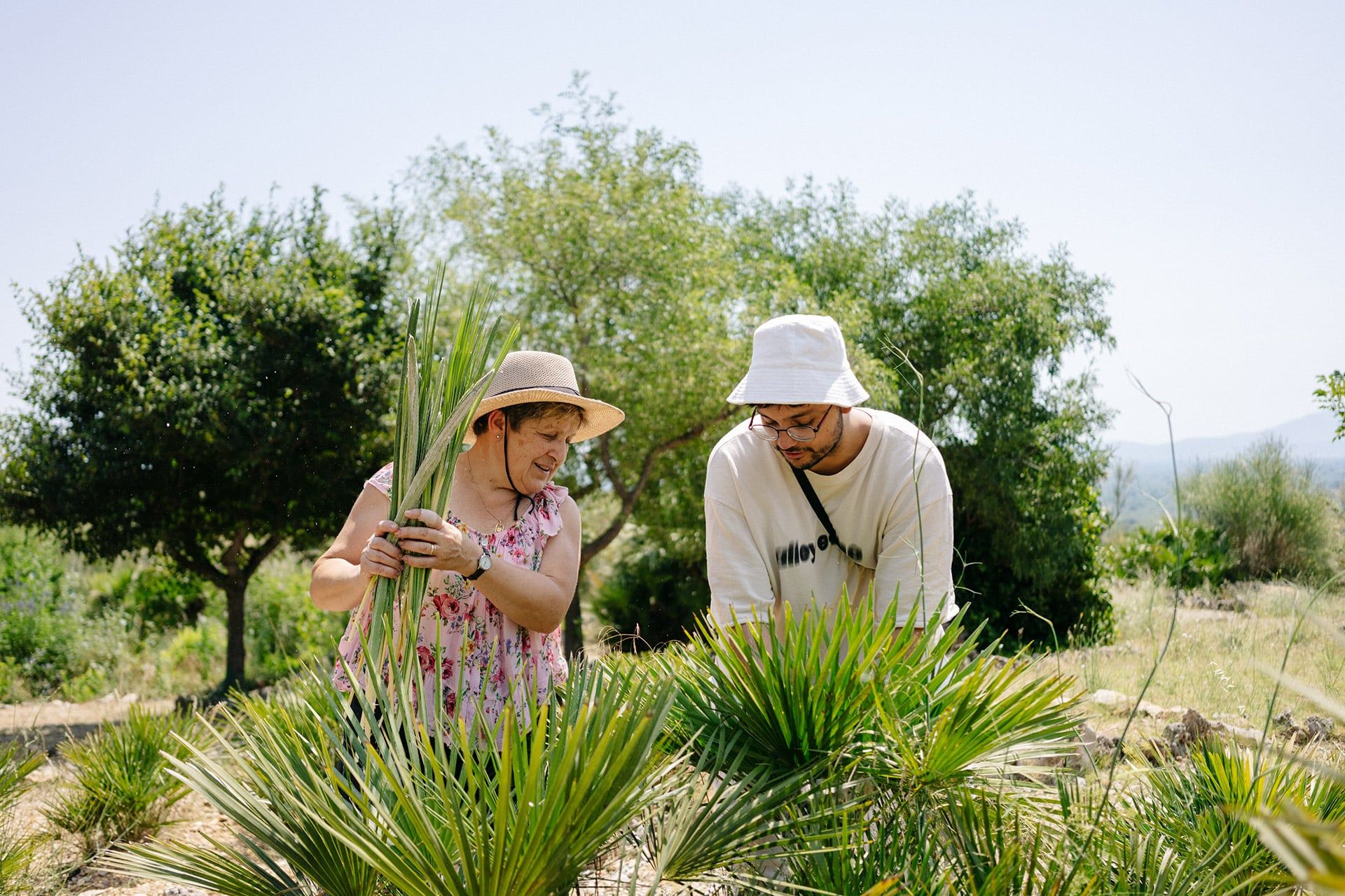 Otra actividad artesanal que aún perdura en Terres de l’Ebre es el cultivo y trabajo de la hoja de palmito, la única palmera autóctona europea. Esta tradición no solo conserva una técnica ancestral, sino que también contribuye al desarrollo local y a la conservación del patrimonio cultural de la región.
