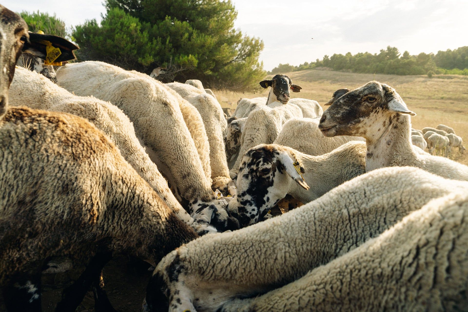 La ganadería, junto con la agricultura, ha sido y sigue siendo uno de los pilares económicos y culturales de Terres de l’Ebre. En una región donde el sector secundario es prácticamente inexistente, las actividades primarias no solo garantizan el sustento de muchas familias, sino que también preservan un modo de vida arraigado al territorio y a sus ritmos naturales.