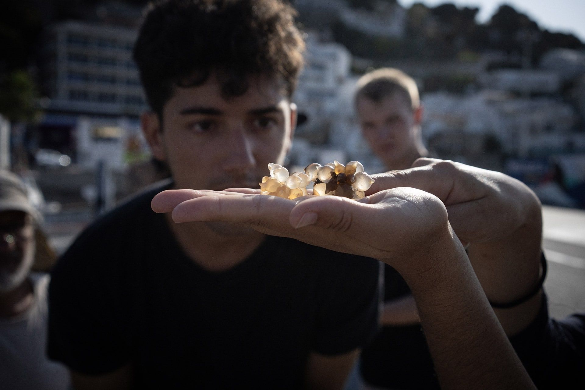 Pescadores artesanales y científicos colaboran en el “Proyecto Sèpia” para proteger los huevos de éstos cefalópodos, trasladándolos a incubadoras marinas donde eclosionan con seguridad. Este proyecto de ciencia ciudadana involucra también a ecoturistas, promoviendo la conservación conjunta del medio marino.